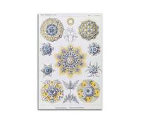 YMXSDIMDS Foam Bug by Ernst Haeckel Painting Art Posters Canvas Wall Art Picture Prints Hanging Photo Idea Decor 24x36inch(60x90cm)
