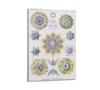 YMXSDIMDS Foam Bug by Ernst Haeckel Painting Art Posters Room Aesthetic Print Art Wall Canvas Modern Bedroom Decor 12x18inch(30x45cm)