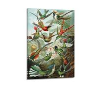 YMXSDIMDS Hummingbird Illustration by Ernst Haeckel Painting Art Posters Art Canvas Decor Wall Print Photo Home Modern Decoratives 12x18inch(30x45cm)