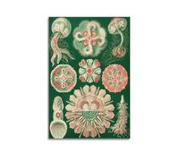 YMXSDIMDS Jellyfish by Ernst Haeckel Painting Art Posters Room Aesthetic Print Art Wall Canvas Modern Bedroom Decor 12x18inch(30x45cm)