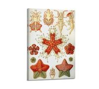 YMXSDIMDS Larval Stage of Starfish by Ernst Haeckel Painting Art Posters Canvas Wall Art Decorative Picture Prints Modern Decor 12x18inch(30x45cm)