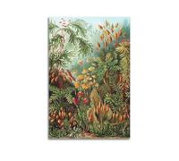YMXSDIMDS Muscinae by Ernst Haeckel Painting Art Posters Room Aesthetic Print Art Wall Canvas Modern Bedroom Decor 20x30inch(50x75cm)