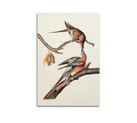 YMXSDIMDS Passenger Pigeon by John James Audubon Painting Art Posters Canvas Wall Art Decorative Bedroom Modern Home Print Picture Artworkss 08x12inch(20x30cm)
