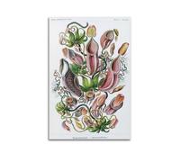 YMXSDIMDS Pigweed by Ernst Haeckel Painting Art Posters Canvas Wall Art Picture Prints Hanging Photo Idea Decor 12x18inch(30x45cm)