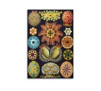 YMXSDIMDS Plankton Sea Biology by Ernst Haeckel Painting Art Posters Canvas Wall Art Decorative Bedroom Modern Home Print Picture 12x18inch(30x45cm)