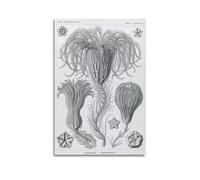 YMXSDIMDS Sea Lilies by Ernst Haeckel Painting Art Posters Canvas Wall Art Decorative Picture Prints Modern Decor 16x24inch(40x60cm)