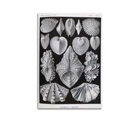 YMXSDIMDS Seashells by Ernst Haeckel Painting Art Posters Picture Canvas Wall Paint Arts Decor Modern Home Artworks 12x18inch(30x45cm)