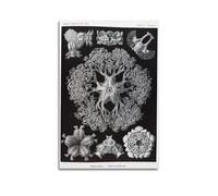 YMXSDIMDS Serpentine Sea Star by Ernst Haeckel Painting Art Posters Canvas Wall Art Scroll Picture Print Living Room Walls Decor Homes 12x18inch(30x45cm)