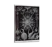 YMXSDIMDS Sparse Holeworm by Ernst Haeckel Painting Art Posters Picture Print Wall Art Canvas Artworks Room Aesthetic 12x18inch(30x45cm)