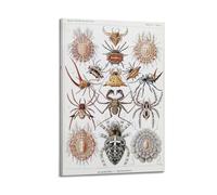 YMXSDIMDS Spider by Ernst Haeckel Painting Art Posters Art Canvas Decor Wall Print Photo Home Modern Decoratives 24x36inch(60x90cm)