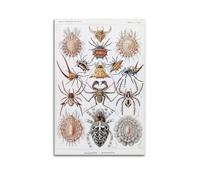 YMXSDIMDS Spider by Ernst Haeckel Painting Art Posters Decorative Painting Canvas Wall Art Living Rooms Bedroom 20x30inch(50x75cm)