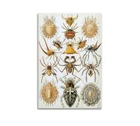 YMXSDIMDS Spiders Illustrations by Ernst Haeckel Painting Art Posters Wall Art Scroll Canvas Picture Living Room Decor Home 12x18inch(30x45cm)