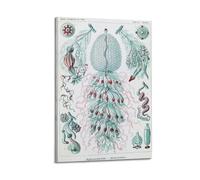 YMXSDIMDS Tube Jellyfish by Ernst Haeckel Painting Art Posters Decorative Painting Canvas Wall Art Living Rooms Bedroom 20x30inch(50x75cm)