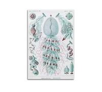 YMXSDIMDS Tube Jellyfish by Ernst Haeckel Painting Art Posters Wall Art Canvas Living Room Bedroom Decor Artworks 20x30inch(50x75cm)