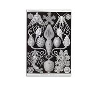 YMXSDIMDS Urchin by Ernst Haeckel Painting Art Posters Canvas Wall Art Scroll Picture Print Living Room Walls Decor Homes 08x12inch(20x30cm)