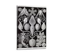 YMXSDIMDS Urchin by Ernst Haeckel Painting Art Posters Room Aesthetic Print Art Wall Canvas Modern Bedroom Decor 12x18inch(30x45cm)