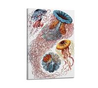 YMXSDIMDS Vintage Jelly Fish by Ernst Haeckel Painting Art Posters Canvas Wall Art Scroll Picture Print Living Room Walls Decor Homes 16x24inch(40x60cm)