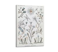 YMXSDIMDS Zhong Hydra by Ernst Haeckel Painting Art Posters Canvas And Wall Art Picture Print Modern Family Bedroom Decors 24x36inch(60x90cm)