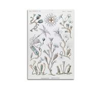 YMXSDIMDS Zhong Hydra by Ernst Haeckel Painting Art Posters Wall Art Bedroom Prints Home Decor Hanging Picture Canvas 12x18inch(30x45cm)