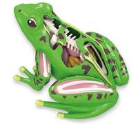 Ymxygz 4d Frog Anatomy Model Biology Frog Dissection Montessori Toys Detachable Frog Organs Biology Education Teaching Aid for Children
