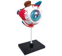 Ymxygz Human Anatomy Eye Model 3d Human Eye Puzzle for Anatomy Study Eye Figurine Model for Learning Great Gift for Nurse, Dentist, Medical Students