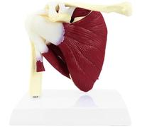 Ymxygz Muscle Shoulder Joint Model - Human Joint Anatomical Model - Shows Complete Shoulder Musculature From Rotator Cuff to Subscapular Muscles - for Medical Training Aid