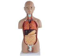 YNIYUJKL 50Cm Asexual Human Torso Anatomy Model With Internal Organs Model Detachable And Installable For Learning Resources Detachable 16 Parts