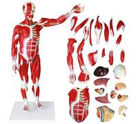 YNIYUJKL 78Cm Human Muscle Model Human Anatomy Science Models - Detachable Human Muscle Model With Internal Organs For Learning Resources