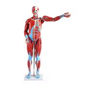 YNIYUJKL 80Cm Human Muscle Anatomical Model Human Torso Anatomical Internal Organs Skeleton Teaching Model For Learning Resources