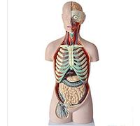 YNIYUJKL 85Cm Body Anatomy Model Human Skeleton Anatomical Internal Organs For Learning Resources Easy To Remove And Assemble