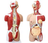 YNIYUJKL 85Cm Human Torso Body Model Anatomy Anatomical Internal Organs Models Skeleton Detachable Muscle Anatomy System 29 Parts