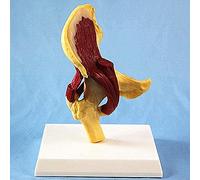 YNIYUJKL Anatomy Model Human Organs, Human Hip Joint Model, Reflects The Relationship Between The Human Femur And The Pelvis And Muscles