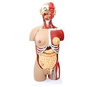 YNIYUJKL Educational Model 85Cm Human Body Anatomy Model Visceral Muscle Torso Anatomy Model Organ Specimen For Teaching Learning Resources Detachable 29 Parts