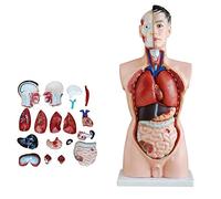 YNIYUJKL Educational Model 85Cm Male Torso Anatomy Model Human Anatomical Internal Organs For Learning Resources Can Be Dissected Into 19 Parts