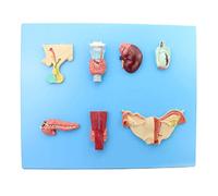 YNIYUJKL Educational Model Human Endocrine System Model - Human Organ Anatomical Model - Medical Anatomical Pituitary Pineal Gland Thyroid Parathyroid Gland And Adrenal Gland Mode