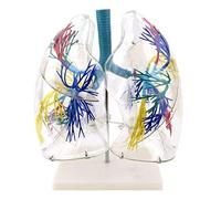 YNIYUJKL Educational Model Medical Anatomical Lung Model - Transparent Bronchial Tree Thoracic Surgery Respiratory Science Models - Human Organ Anatomical Model - For Medical Educ