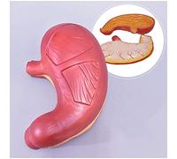 YNIYUJKL Educational Model Stomach Model - Human Organ Anatomical Model Stomach Anatomy Model - Medical Anatomical Gastrointestinal Human Stomach Wall Mucosa Esophagus Digestive S
