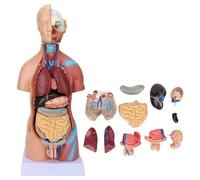 YNIYUJKL Human Anatomy Human Torso Model 45Cm Human Torso Anatomy, Realistic Model, Removable Educational Body Brain Anatomy Model For School Hospital Teaching