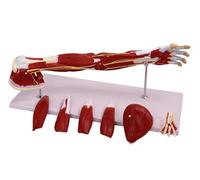 YNIYUJKL Human Arm Muscle Model - 30 Inch Anatomy Model, Removable 7 Parts, Numbered Muscles For Study, Display, Teaching
