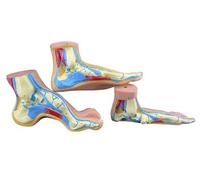 YNIYUJKL Human Foot Model For Anatomy Teaching, Muscle Display Tool For Student Lab Classroom, Educational Accessory For Adult Research