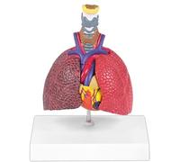 YNIYUJKL Human Lung Model - Life Size Anatomy Model With Removable Organs For Respiratory System Study And Teaching Display
