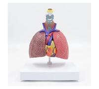 YNIYUJKL Human Lung Model, Removable Respiratory System With Normal And Pathological Lung Comparison, Includes Heart And Larynx, Educational Anatomy Tool