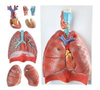 YNIYUJKL Human Lung Model With Heart And Larynx, Life-Size 7-Part Respiratory Model For Medical Study And Education Display With Removable Organs