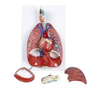 YNIYUJKL Human Respiratory System Model For Science Classroom Study, Lung And Respiratory Anatomy Display, Educational Tool For Biology Learning