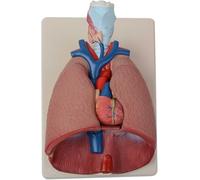 YNIYUJKL Human Respiratory System Model - Laryngeal Cardiopulmonary Anatomy Educational Display For Medical Study, Includes Heart And Throat Teaching Aids