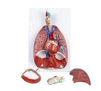 YNIYUJKL Human Respiratory System Model With 7 Removable Parts - Larynx, Heart, Lungs, Thyroid, Throat Anatomy Educational Tool