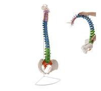 YNIYUJKL Human Spine Anatomical Model - Life Size 78Cm Flexible Vertebrae Anatomy For Medical Research And Display, Includes Cervical And Lumbar Nerves