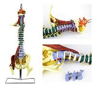 YNIYUJKL Human Spine Model With Pelvis, 4D Flexible Anatomical Display For Medical Training And Chiropractic Use, Educational Science Tool With Stand