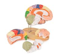 YNIYUJKL Life Size Human Brain Model For Neuroscience Study, Anatomical Display With Labeled Guide For Science Education And Learning Resources