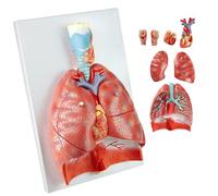 YNIYUJKL Life Size Human Respiratory System Model - Detailed Anatomy With Removable Organs For Medical Study And Educational Display